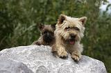 CAIRN TERRIER 444